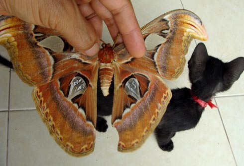 Bướm[-]khổng[-]lồ[-]xuất[-]hiện[-]ở[-]Gia[-]Lâm
