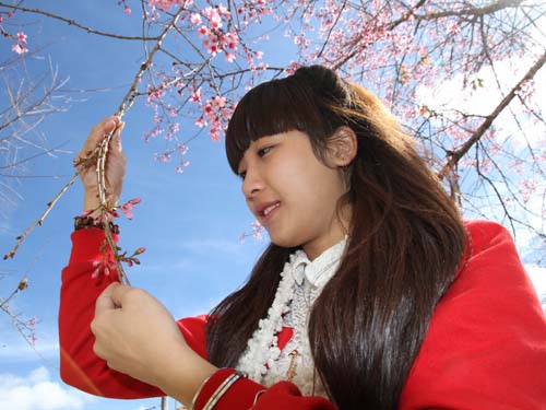 Đà[-]Lạt[-]rực[-]hồng[-]sắc[-]mai[-]anh[-]đào