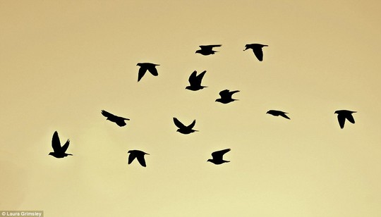 Những[-]bức[-]ảnh[-]thiên[-]nhiên[-]đẹp[-]“ngất[-]ngây”
