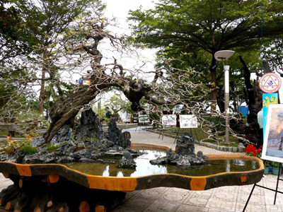 Cây[-]me[-]cảnh[-]có[-]giá[-]gần[-]1,5[-]tỉ[-]đồng
