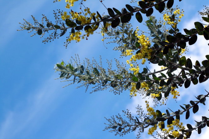 [-]Đà[-]Lạt[-]mùa[-]hoa[-]mimosa