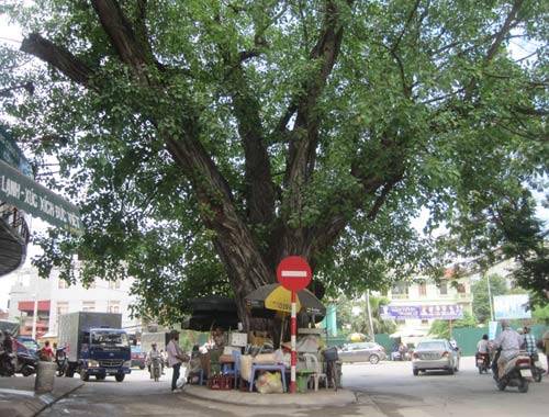 Ngạc[-]nhiên[-]với[-]những[-]cây[-]bồ[-]đề[-]ngàn[-]tuổi[-]giữa[-]Hà[-]Nội