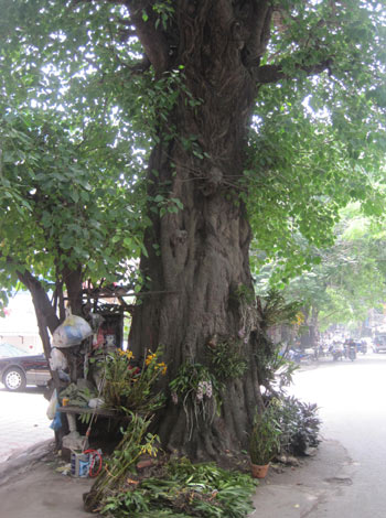 Ngạc[-]nhiên[-]với[-]những[-]cây[-]bồ[-]đề[-]ngàn[-]tuổi[-]giữa[-]Hà[-]Nội