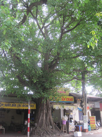 Ngạc[-]nhiên[-]với[-]những[-]cây[-]bồ[-]đề[-]ngàn[-]tuổi[-]giữa[-]Hà[-]Nội