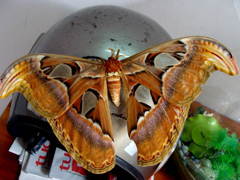 Bướm[-]khổng[-]lồ[-]xuất[-]hiện[-]ở[-]Gia[-]Lâm