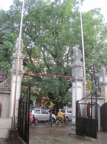 Ngạc[-]nhiên[-]với[-]những[-]cây[-]bồ[-]đề[-]ngàn[-]tuổi[-]giữa[-]Hà[-]Nội