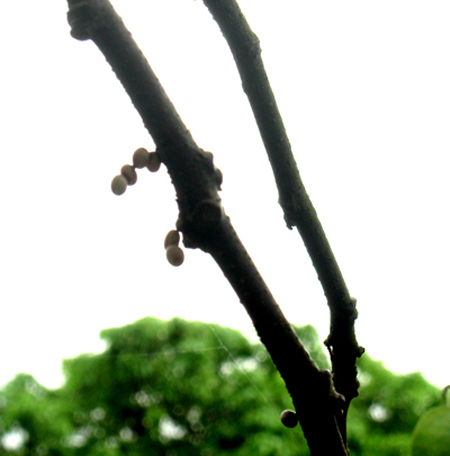 Bướm[-]khổng[-]lồ[-]xuất[-]hiện[-]ở[-]Gia[-]Lâm