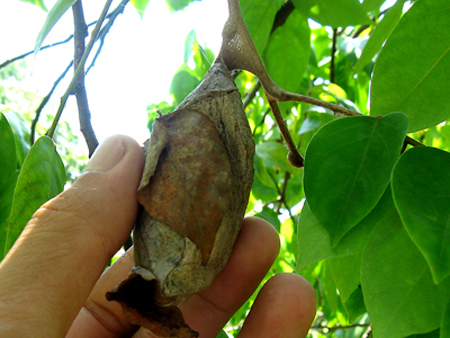 Bướm[-]khổng[-]lồ[-]xuất[-]hiện[-]ở[-]Gia[-]Lâm