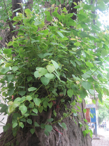 Ngạc[-]nhiên[-]với[-]những[-]cây[-]bồ[-]đề[-]ngàn[-]tuổi[-]giữa[-]Hà[-]Nội