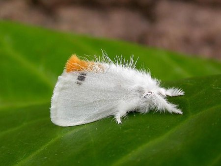 Một[-]con[-]bướm[-]đuôi[-]vàng.[-]Ảnh:[-]wildlifeinsight.com.
