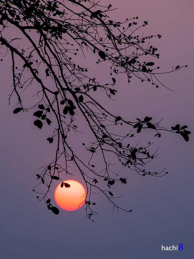 Hồ[-]Tây[-]ngày[-]đông[-]thật[-]quyến[-]rũ