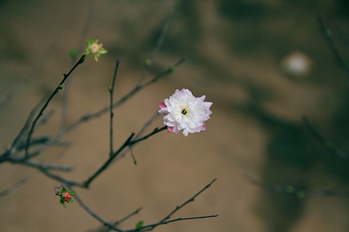 Ngắm[-]mai[-]trắng[-]giá[-]tiền[-]triệu[-]giữa[-]Thủ[-]đô[-]Hà[-]Nội