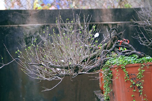 Ngắm[-]mai[-]trắng[-]giá[-]tiền[-]triệu[-]giữa[-]Thủ[-]đô[-]Hà[-]Nội