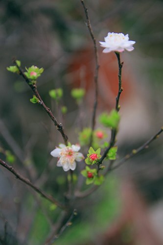 Ngắm[-]mai[-]trắng[-]giá[-]tiền[-]triệu[-]giữa[-]Thủ[-]đô[-]Hà[-]Nội
