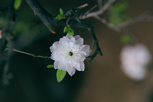 Ngắm[-]mai[-]trắng[-]giá[-]tiền[-]triệu[-]giữa[-]Thủ[-]đô[-]Hà[-]Nội