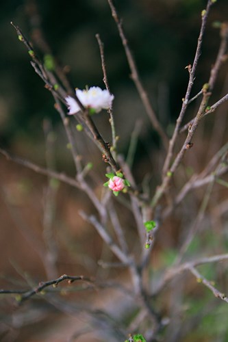 Ngắm[-]mai[-]trắng[-]giá[-]tiền[-]triệu[-]giữa[-]Thủ[-]đô[-]Hà[-]Nội