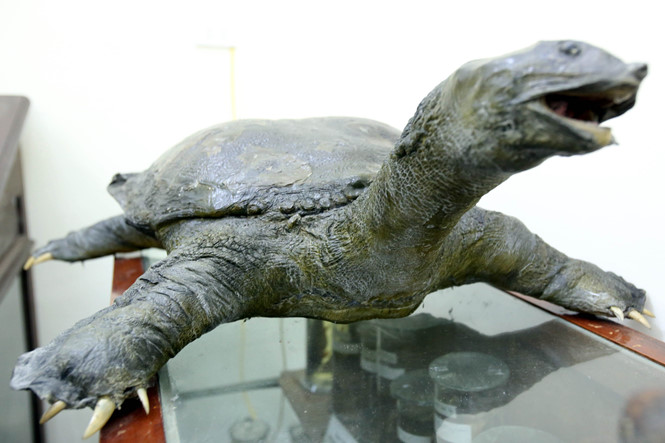 Tiêu[-]bản[-]"cụ[-]rùa"[-]hồ[-]Gươm[-]được[-]xử[-]lý[-]ra[-]sao?