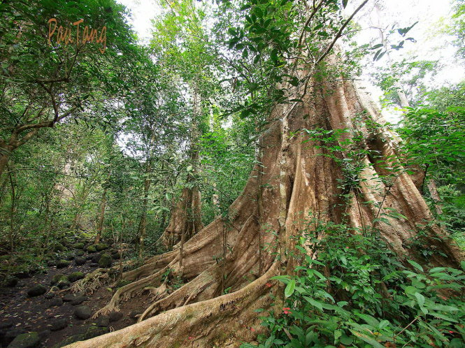 [-]Làm[-]đường[-]xuyên[-]rừng[-]Cát[-]Tiên[-]chưa[-]có[-]ý[-]kiến[-]của[-]Thủ[-]tướng