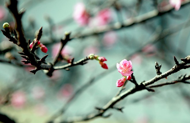 [-]Chiêm[-]ngưỡng[-]vẻ[-]đẹp[-]hoa[-]anh[-]đào[-]Nhật[-]Bản[-]'xịn'[-]giữa[-]Hà[-]Nội