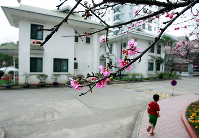 [-]Chiêm[-]ngưỡng[-]vẻ[-]đẹp[-]hoa[-]anh[-]đào[-]Nhật[-]Bản[-]'xịn'[-]giữa[-]Hà[-]Nội