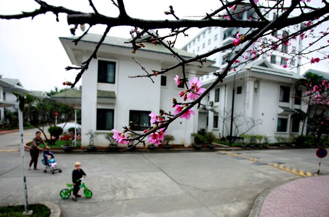 [-]Chiêm[-]ngưỡng[-]vẻ[-]đẹp[-]hoa[-]anh[-]đào[-]Nhật[-]Bản[-]'xịn'[-]giữa[-]Hà[-]Nội