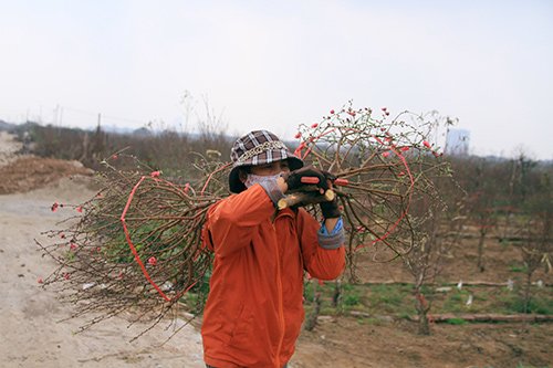 [-]Đào[-]nở[-]sớm,[-]người[-]Nhật[-]Tân[-]lo[-]mất[-]tết