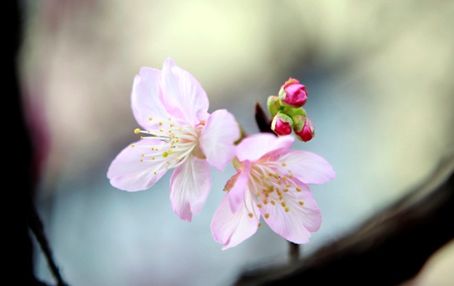 [-]Chiêm[-]ngưỡng[-]vẻ[-]đẹp[-]hoa[-]anh[-]đào[-]Nhật[-]Bản[-]'xịn'[-]giữa[-]Hà[-]Nội