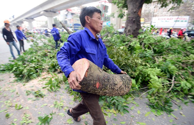 Hà[-]Nội:[-]120[-]cây[-]cổ[-]thụ[-]trăm[-]tuổi[-]đang[-]bị[-]đốn[-]hạ