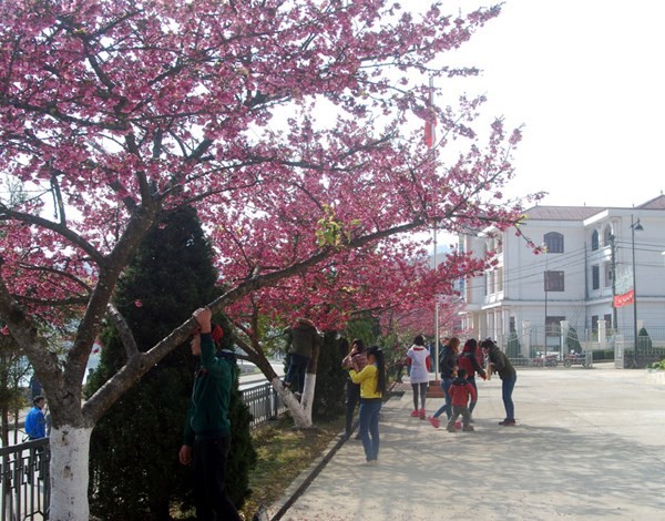 Ngắm[-]vẻ[-]đẹp[-]của[-]Sa[-]Pa[-]mùa[-]hoa[-]anh[-]đào