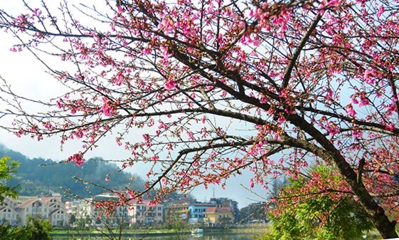Ngắm[-]vẻ[-]đẹp[-]của[-]Sa[-]Pa[-]mùa[-]hoa[-]anh[-]đào