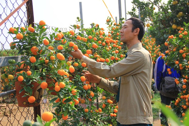 Hà[-]Nội:[-]Trồng[-]quất[-]bonsai[-]thu[-]400[-]triệu[-]đồng/vụ