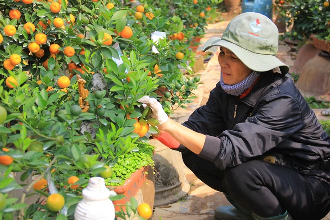 Hà[-]Nội:[-]Trồng[-]quất[-]bonsai[-]thu[-]400[-]triệu[-]đồng/vụ