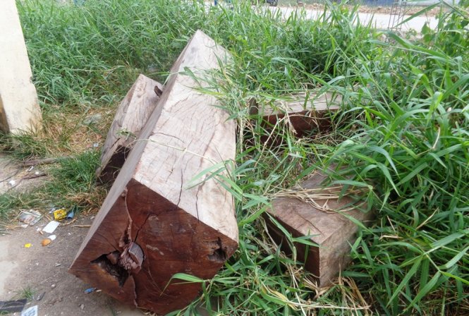 Bình[-]Thuận:[-]Cây[-]cổ[-]thụ[-]100[-]tuổi[-]bị[-]“xẻ[-]thịt”[-]không[-]thương[-]tiếc