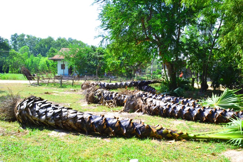 Cây[-]thốt[-]nốt[-]Bảy[-]Núi[-]trong[-]cơn[-]lốc[-]"tàn[-]phá”