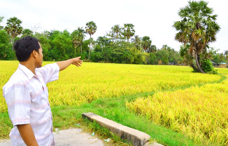 Cây[-]thốt[-]nốt[-]Bảy[-]Núi[-]trong[-]cơn[-]lốc[-]"tàn[-]phá”