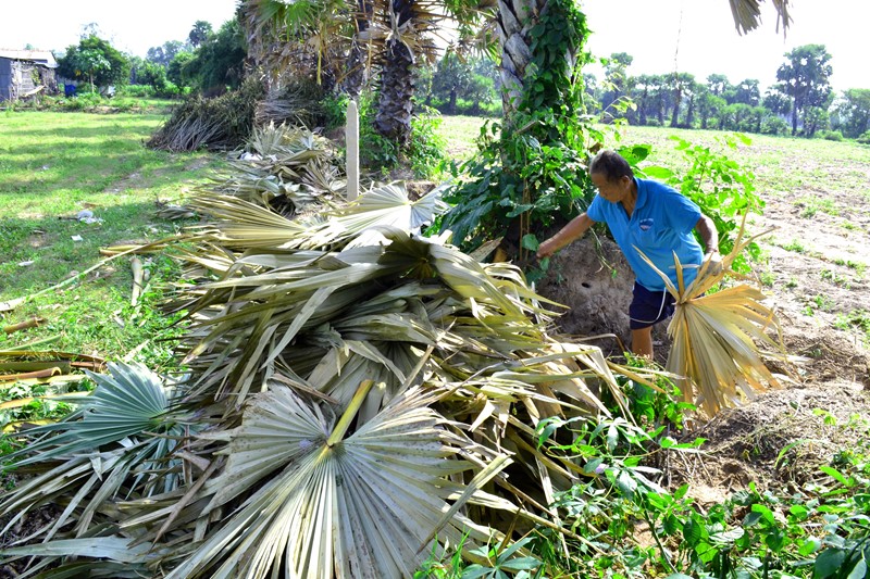 Cây[-]thốt[-]nốt[-]Bảy[-]Núi[-]trong[-]cơn[-]lốc[-]"tàn[-]phá”