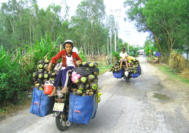 Cây[-]thốt[-]nốt[-]Bảy[-]Núi[-]trong[-]cơn[-]lốc[-]"tàn[-]phá”