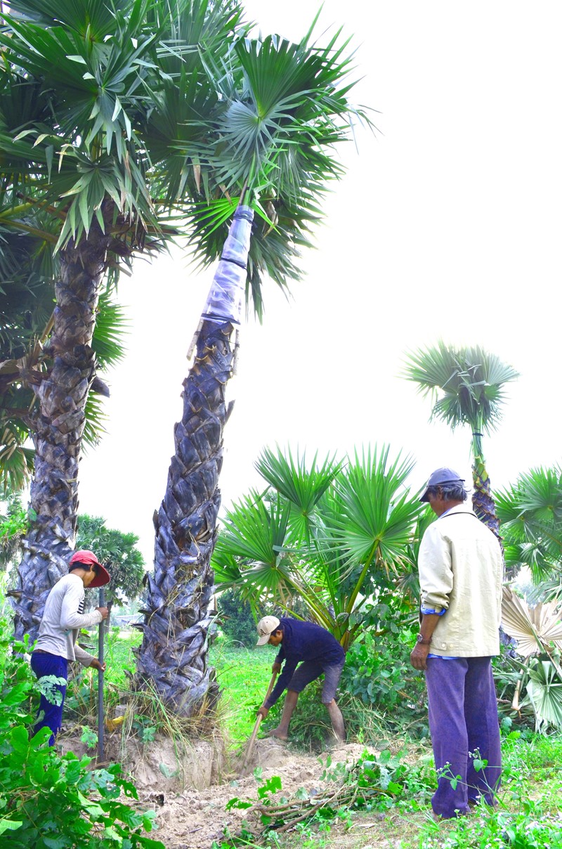 Cây[-]thốt[-]nốt[-]Bảy[-]Núi[-]trong[-]cơn[-]lốc[-]"tàn[-]phá”