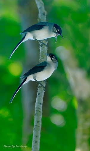Những[-]chùm[-]ảnh[-]về[-]tình[-]yêu[-]trong[-]thế[-]giới[-]loài[-]chim