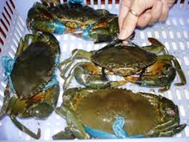 Những[-]ai[-]không[-]nên[-]ăn[-]cua,[-]ghẹ?
