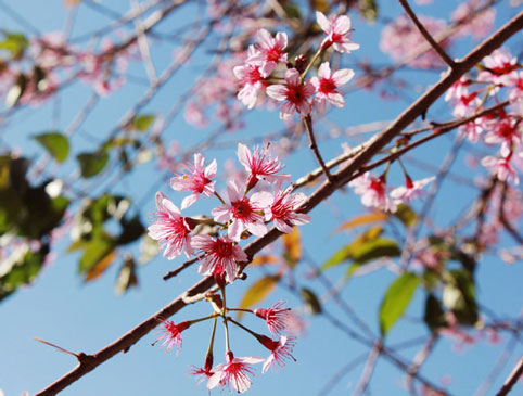 Ngắm[-]mai[-]anh[-]đào[-]khoe[-]sắc[-]rực[-]rỡ[-]ở[-]bờ[-]Hồ[-]Xuân[-]Hương[-]