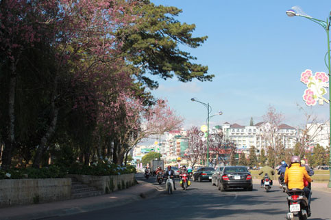 Ngắm[-]mai[-]anh[-]đào[-]khoe[-]sắc[-]rực[-]rỡ[-]ở[-]bờ[-]Hồ[-]Xuân[-]Hương[-]