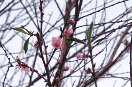 [-]Thanh[-]Hoá:[-]Đào[-]nở[-]rộ,[-]vùng[-]cao[-]"đón[-]Tết"[-]sớm