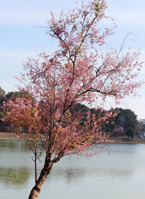 Ngắm[-]mai[-]anh[-]đào[-]khoe[-]sắc[-]rực[-]rỡ[-]ở[-]bờ[-]Hồ[-]Xuân[-]Hương[-]