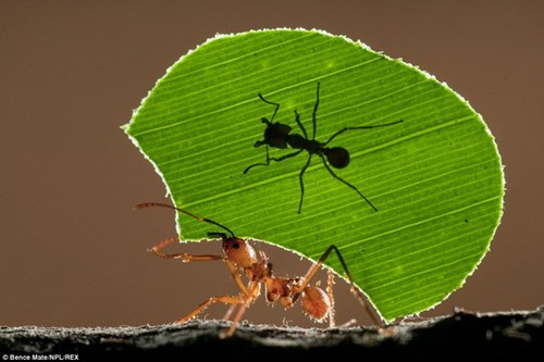Khoảnh[-]khắc[-]chân[-]thực[-]quý[-]hiếm[-]của[-]động[-]vật