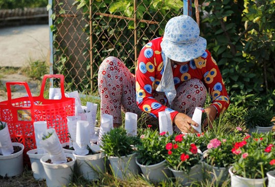 [-]Đồng[-]Tháp:[-]Vựa[-]hoa[-]Sa[-]Đéc[-]tất[-]bật[-]cho[-]mùa[-]Tết