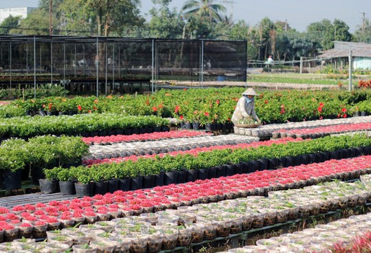 [-]Đồng[-]Tháp:[-]Vựa[-]hoa[-]Sa[-]Đéc[-]tất[-]bật[-]cho[-]mùa[-]Tết