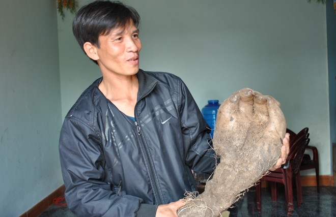 Nghệ[-]An:[-]Củ[-]khoai[-]vạc[-]hình[-]bàn[-]tay[-]người[-]