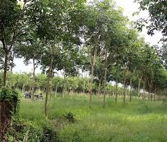 Bịa[-]dự[-]án[-]trồng[-]rừng[-]7-8[-]tỉ[-]USD,[-]lừa[-]đảo[-]cả[-]tỉ[-]đồng