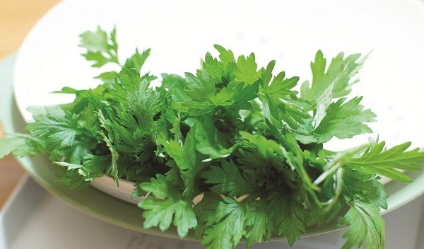 [-]Ngải[-]cứu[-]-[-]dùng[-]quá[-]liều[-]có[-]thể[-]trúng[-]độc